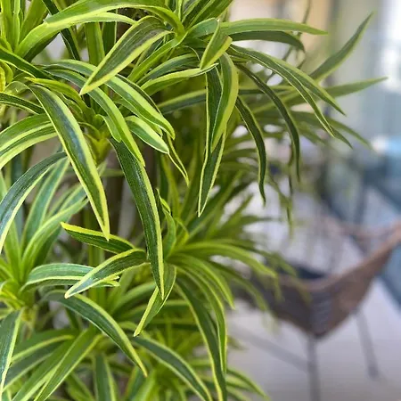 Sea Garden Sveti Konstantin