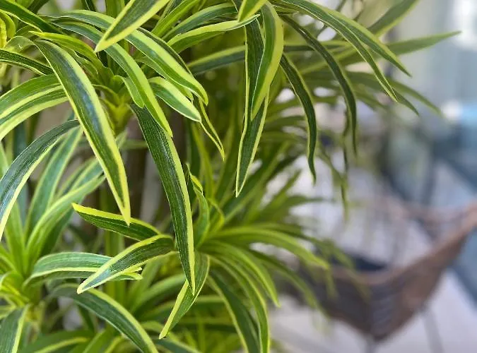 Sea Garden Aziz Konstantin ve Elena